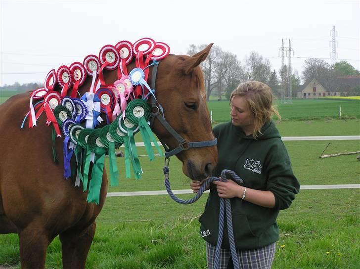 Dansk Varmblod Chassé Zai † - Chassé med rosetter billede 2