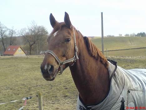 Dansk Varmblod Chassé Zai † - på folden billede 3