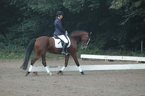 Anden særlig race Miss Put - Gammelt :) billede 16