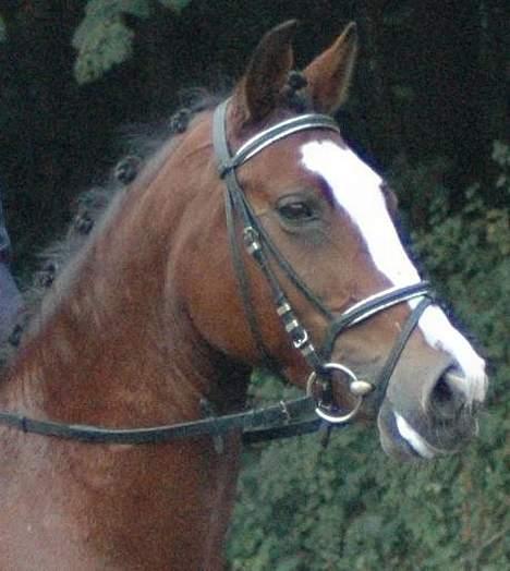 Anden særlig race Miss Put - Hej siger put :) billede 17