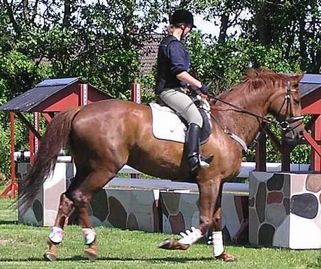 Dansk Varmblod Chassé Zai † - undervisning af Tina Lund i NVR billede 8