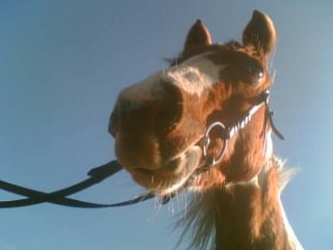 Pinto sara - sara min skattepige vil aldrig glemme diig  billede 1