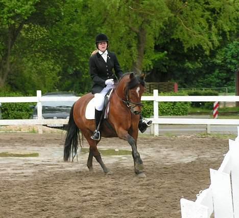 New Forest Macoy - Stævne på Midtfyns Rideklub d.27/5-06 billede 14