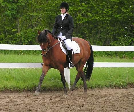 New Forest Macoy - Stævne på Midtfyns Rideklub d.27/5-06 billede 15