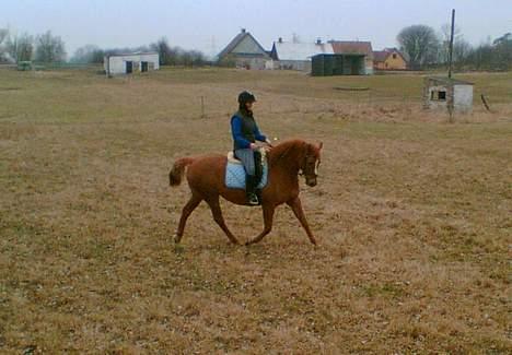 Anden særlig race Spitfire † - Hyggeridning i folden.. billede 1