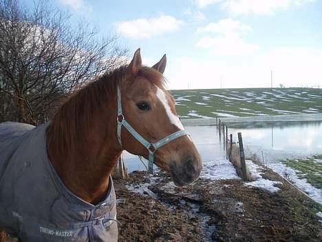 Anden særlig race Spitfire † billede 2