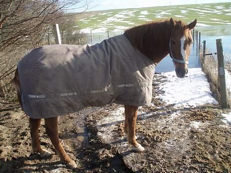 Anden særlig race Spitfire † billede 3