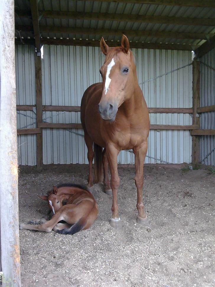 Anden særlig race Spitfire † - Speedy med sit føl Ameidy fra 2009 billede 4