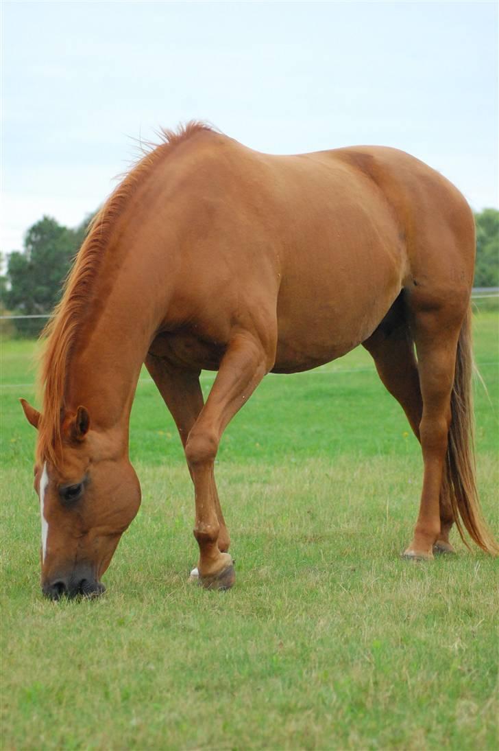 Anden særlig race Spitfire † billede 5