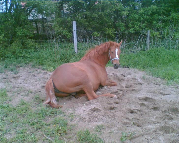 Anden særlig race Spitfire † - Aaah, det er dejligt at slappe af, når man har sådan en stor mave (en uge inden hun folede) billede 6