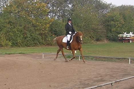 Anden særlig race Spitfire † - Vores første stævne sammen (i NVR) billede 7