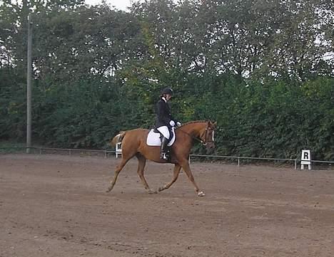 Anden særlig race Spitfire † - Stævne i NVR billede 8