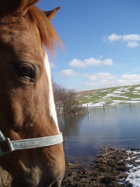 Anden særlig race Spitfire † - Flot udsigt over fold og marker i vinters.. billede 9