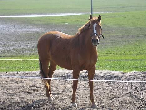 Anden særlig race Spitfire † - Lige et forårsbillede :o) billede 10