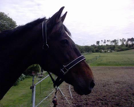 Traver Hilde Knab †060706† - Hilde d. 27/5-06 billede 12