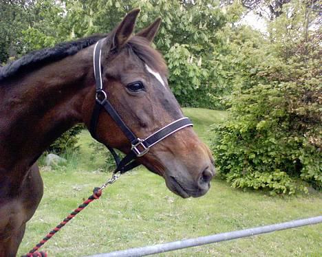 Traver Hilde Knab †060706† - Hilde d. 27/5-06 billede 13