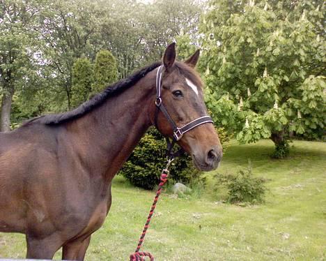 Traver Hilde Knab †060706† - Hilde d. 27/5-06 billede 14