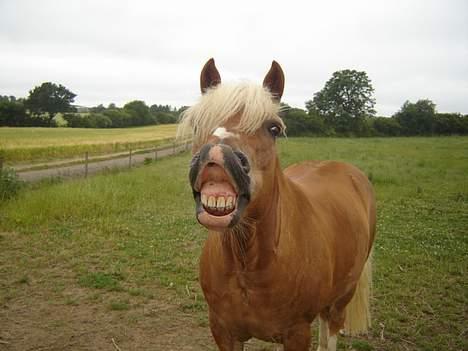 Haflinger Attika (Solgt) - Attika griner :D billede 2