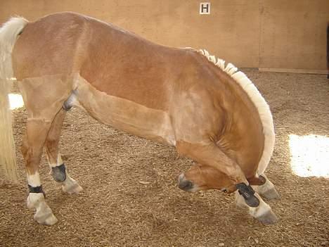 Haflinger Attika (Solgt) - Attika bukker.. billede 3