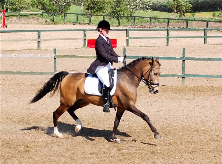 Hollandsk Sportspony Crocodile Dundee R.I.P  - SE LIGE EN DRESSUR PONY!xD han kan godt.. foto frida billede 1