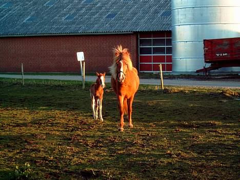 Islænder Blesa Fra ulvkjær - Mor og datter på fold første gang billede 7