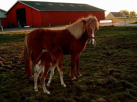 Islænder Blesa Fra ulvkjær - Er hun ikke sød billede 8