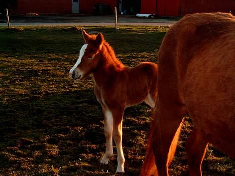Islænder Blesa Fra ulvkjær - Jeg er et hul i hegn føl billede 9
