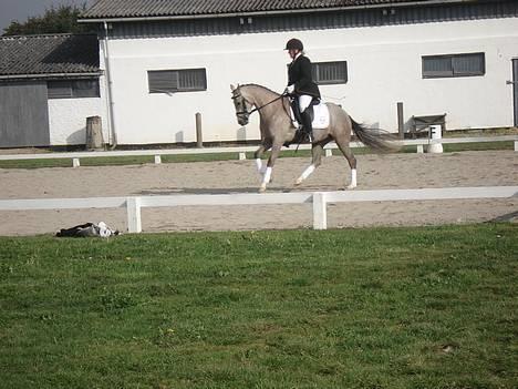 DSP Melanie Melody - Galop. Fotograf: Anna-mig billede 2