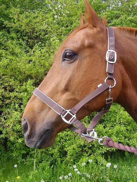 Anden særlig race Tidi (AFLIVET ) - #1. Tidi billede 1