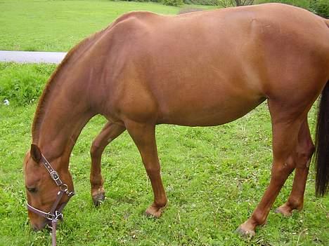 Anden særlig race Tidi (AFLIVET ) - #2. Tidi græsser. billede 2