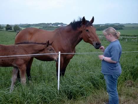 Dansk Varmblod Fabienne Foldager RDH  - Fabienne sammen men sit føl i 2003 på Stutteri Foldager billede 10