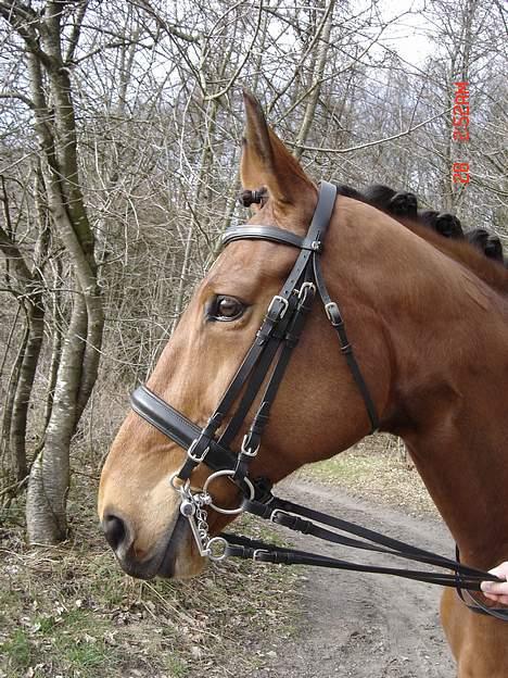 Dansk Varmblod Fabienne Foldager RDH  - Fabienne osse på Edelgården billede 11