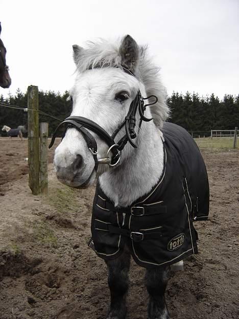 Shetlænder Højvangs Lille Claus - Lille Claus på VBR billede 3