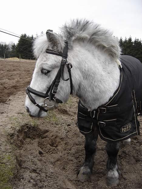 Shetlænder Højvangs Lille Claus - Lille Claus igen billede 4