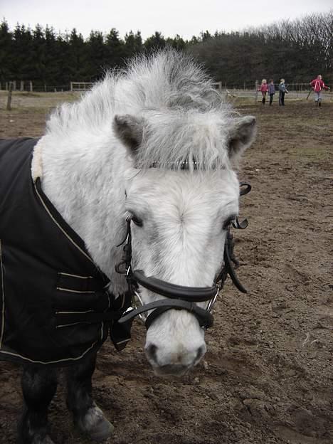 Shetlænder Højvangs Lille Claus - Lille Claus efter et stævne billede 6