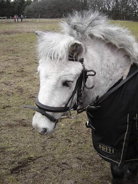 Shetlænder Højvangs Lille Claus - Lille Claus billede 7