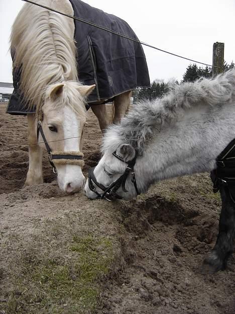 Shetlænder Højvangs Lille Claus - Lille Claus og Max billede 8