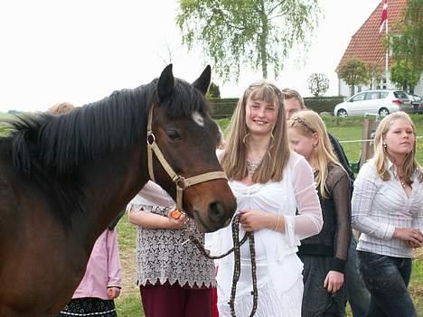 New Forest Navarana's Dion "Pølsen" - 13. Maj, Stinnes konfirmation billede 4