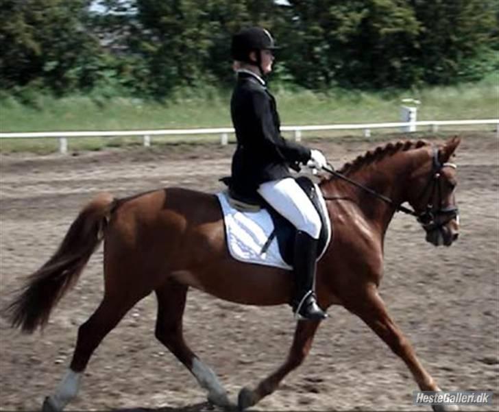 New Forest Bastian -  Bastian og jeg i Løgstrup. billede 1