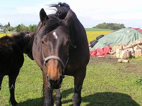Anden særlig race Unik *DØD*  - Min lille tyksak <´33 . Uanset størrelsen vil jeg altid elsker hende , altid ! <´33 .. Men hun kunne da godt tåle en slankekur d; hehe billede 19