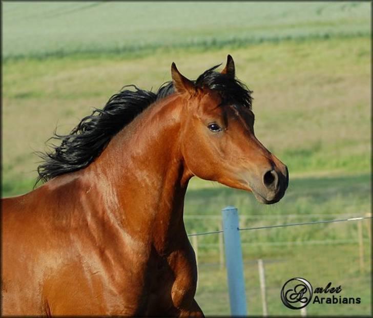 Arabisk fuldblod (OX) Al Ahmar Fahl - SOLGT - Juni 2007 billede 8