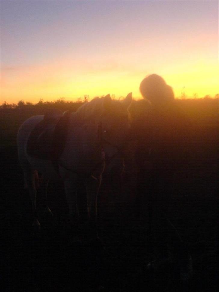 Anden særlig race Flicka(solgt ) * - i rødekro vandt klassen billede 1