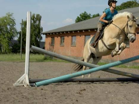 Fjordhest Bølle Bob solgt - spring? :)  gammelt. billede 5