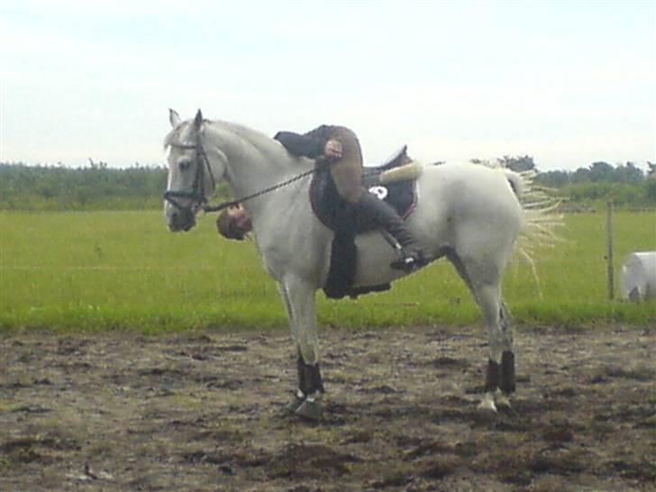 Anden særlig race Flicka(solgt ) * - hopp billede 9