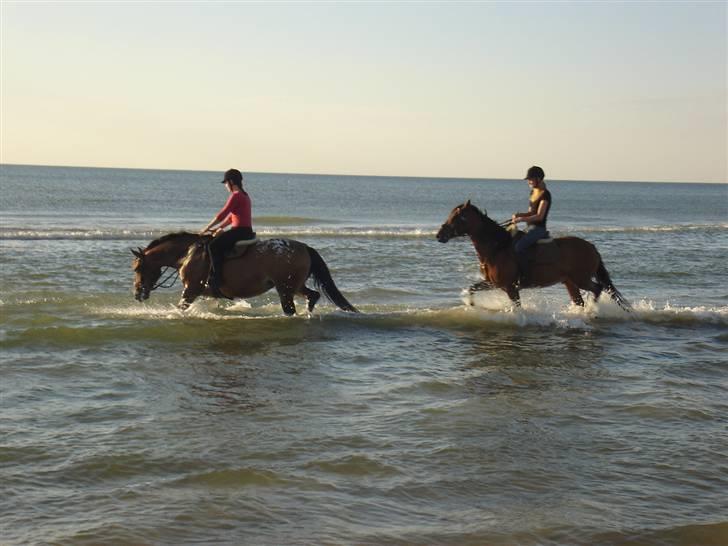 Knabstrupper Monique - på stranden monique (forest) og ticko. Det smager lidt salt det her billede 12