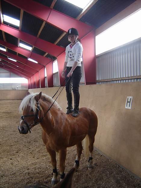 Haflinger Attika (Solgt) - Mig der står på attika.. billede 6