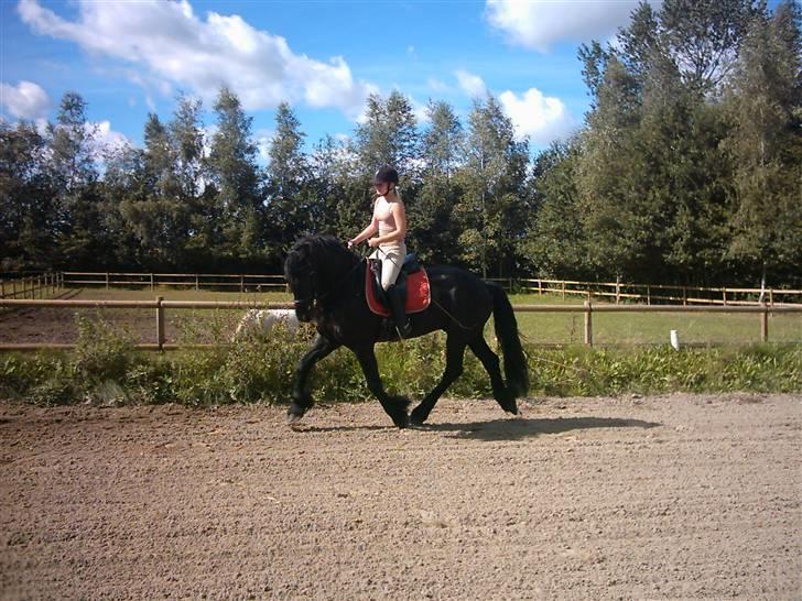 Frieser Durk T - Dressur hjemme billede 5