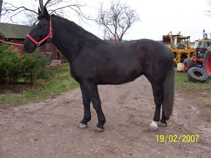 Oldenborg Diosa af stensbjerg - Taget Mandag den 19/02-07  billede 2