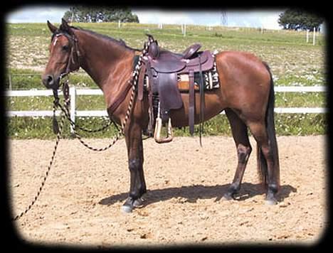 Sportsaraber (A) SAH/OX Aiwonka billede 1