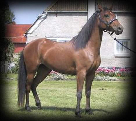 Sportsaraber (A) SAH/OX Aiwonka billede 2